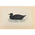 Scoter