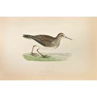Pectoral  Sandpiper