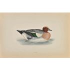 Wigeon