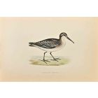 Broad-Billed Sandpiper