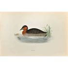 Dabchick