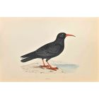 Chough