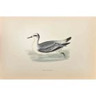 Grey Phalarope