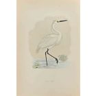 Little Egret