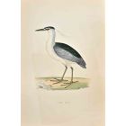 Night Heron