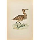 Bittern
