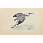 Heron
