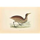 American Bittern
