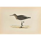 Green Sandpiper