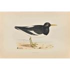 Oyster-Catcher