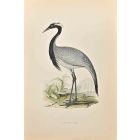 Numidian Crane