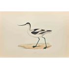 Avocet