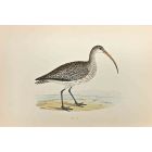 Curlew