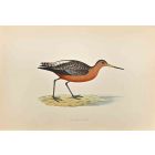 Bar-tailed Godwit