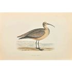 Esquimaux Curlew
