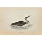 Red-Throated Diver