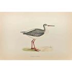 Spotted Redshank