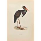 Black Stork