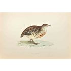 Andalusian Quail