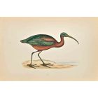 Ibis