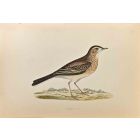 Richard's Pipit