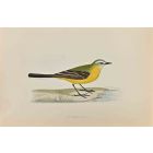Grey-Headed Wagtail