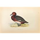 Ferruginous Duck