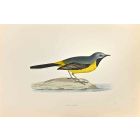 Grey Wagtail