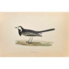 Pied Wagtail