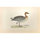 Pink-Footed Goose
