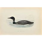 Great Northern Diver