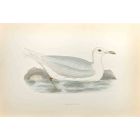 Glaucous Gull