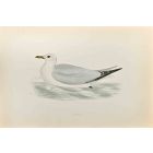 Kittiwake
