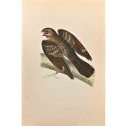 Nightjar