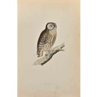 Little Owl