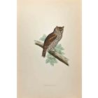 Scops-Eared Owl