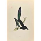 Magpie