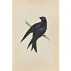Purple Martin