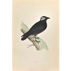 Jackdaw