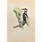 Great Spotted Wodpecker