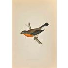 Red-Breasted Flycatcher