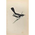 Pied Flycatcher