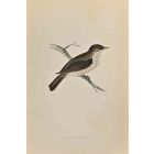 Spotted Flycatcher