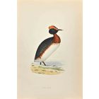 Dusky Grebe