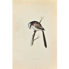 Long-Tailed Tit