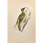 Green Woodpecker