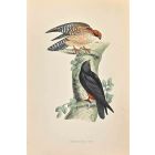 Orange-legged Hobby