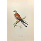 Lesser Kestrel