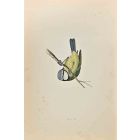 Blue Tit