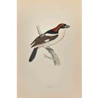 Woodchat